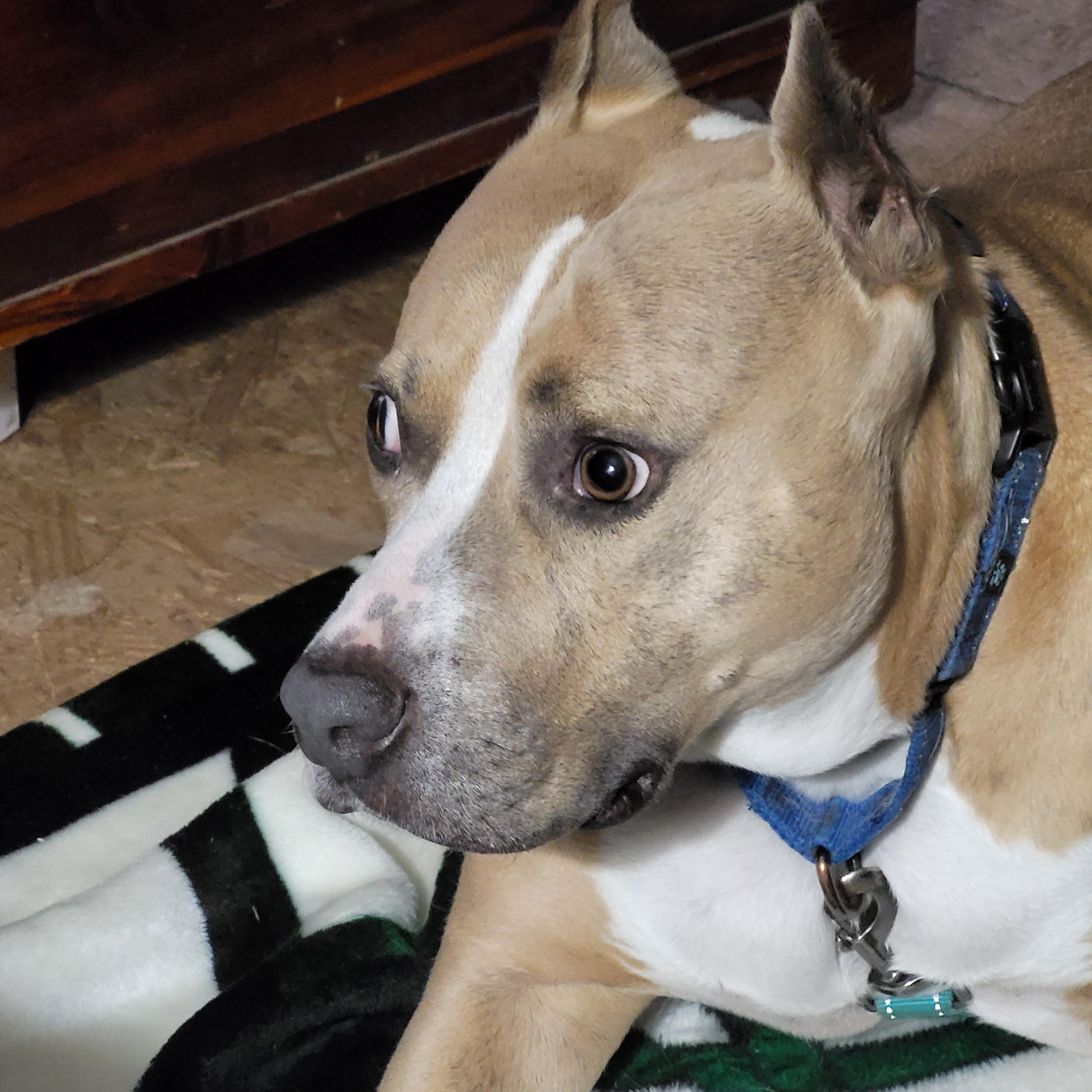 Sadie, a Adopted mixed breed in Morris, NY image 1/3