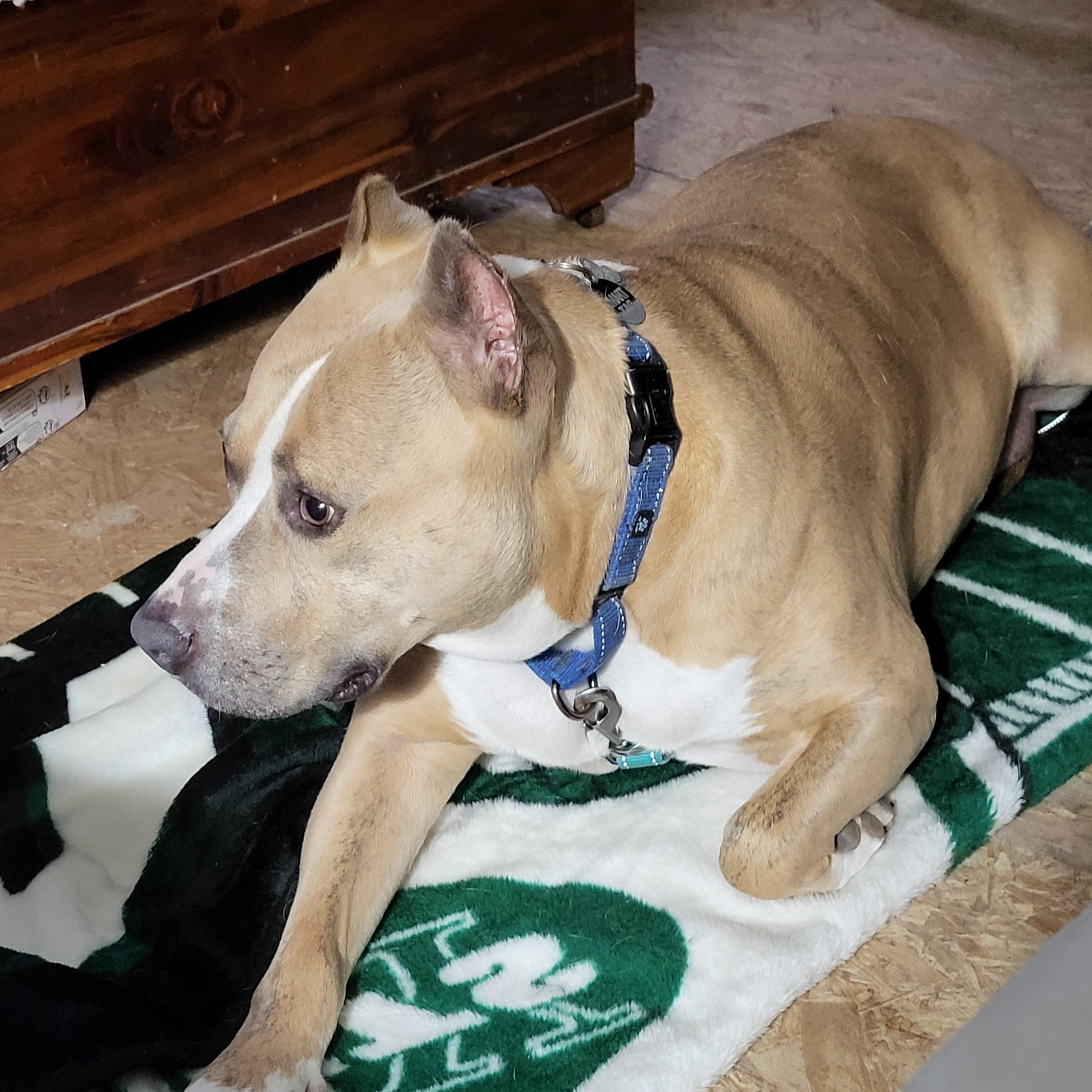 Sadie, a Adopted mixed breed in Morris, NY image 2/3