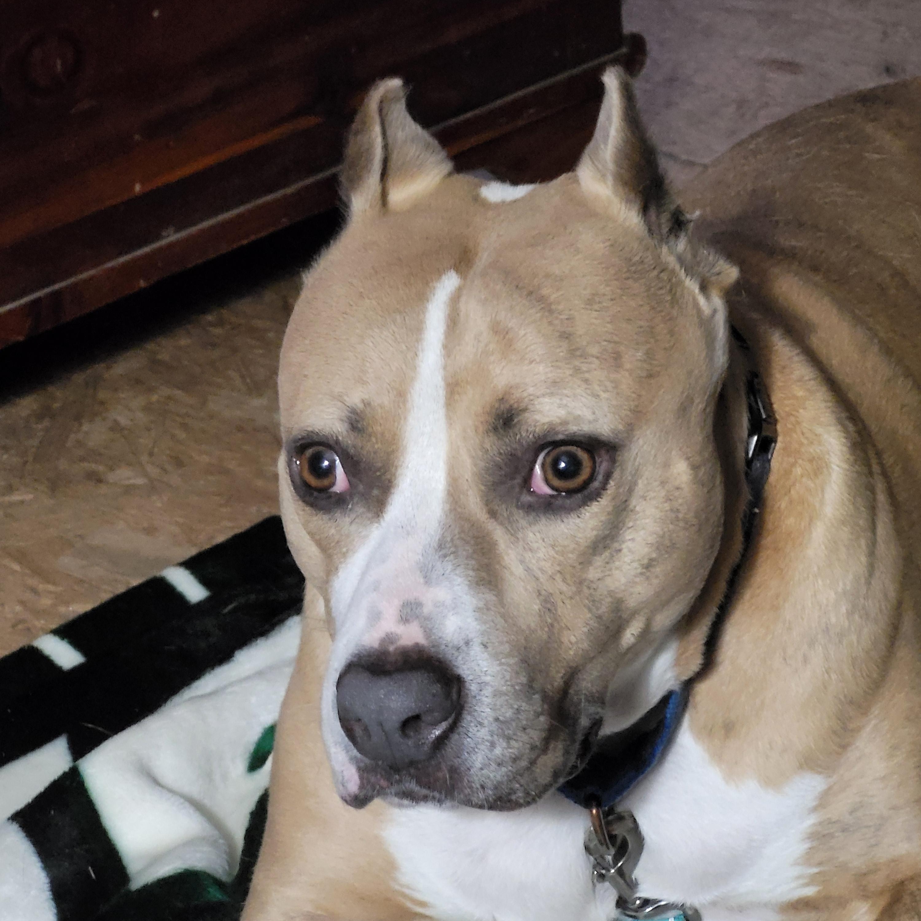 Sadie, a Adopted mixed breed in Morris, NY image 3/3