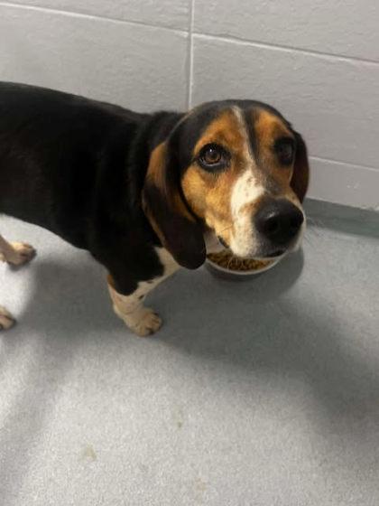 Remi, Adoptable, Adult Male Beagle & Mixed Breed.