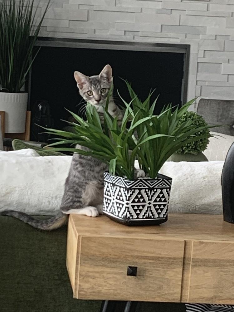 Enlarge Luke, a Adoptable Domestic Short Hair in Stafford, VA image 1/6