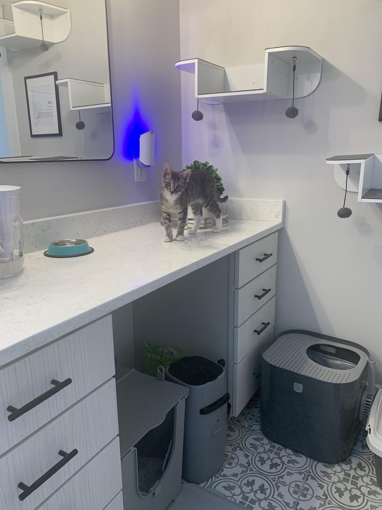 Enlarge Luke, a Adoptable Domestic Short Hair in Stafford, VA image 2/6