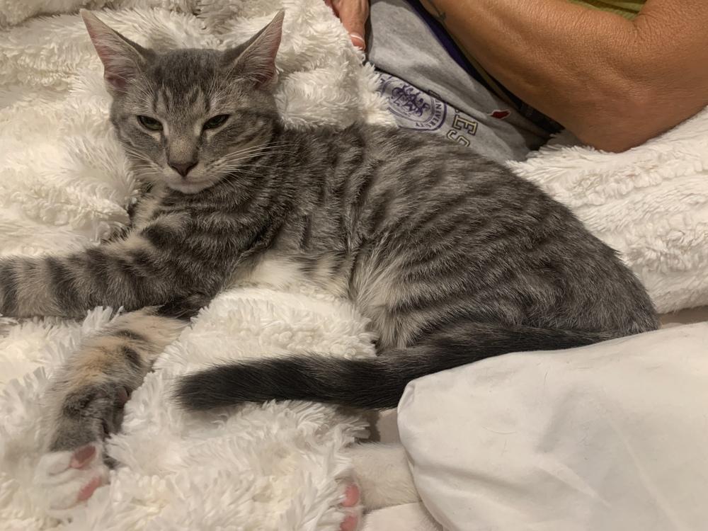 Enlarge Luke, a Adoptable Domestic Short Hair in Stafford, VA image 3/6