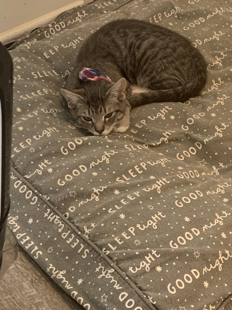 Enlarge Luke, a Adoptable Domestic Short Hair in Stafford, VA image 4/6