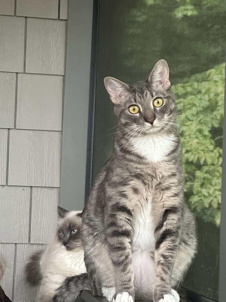 Enlarge Luke, a Adoptable Domestic Short Hair in Stafford, VA image 5/6