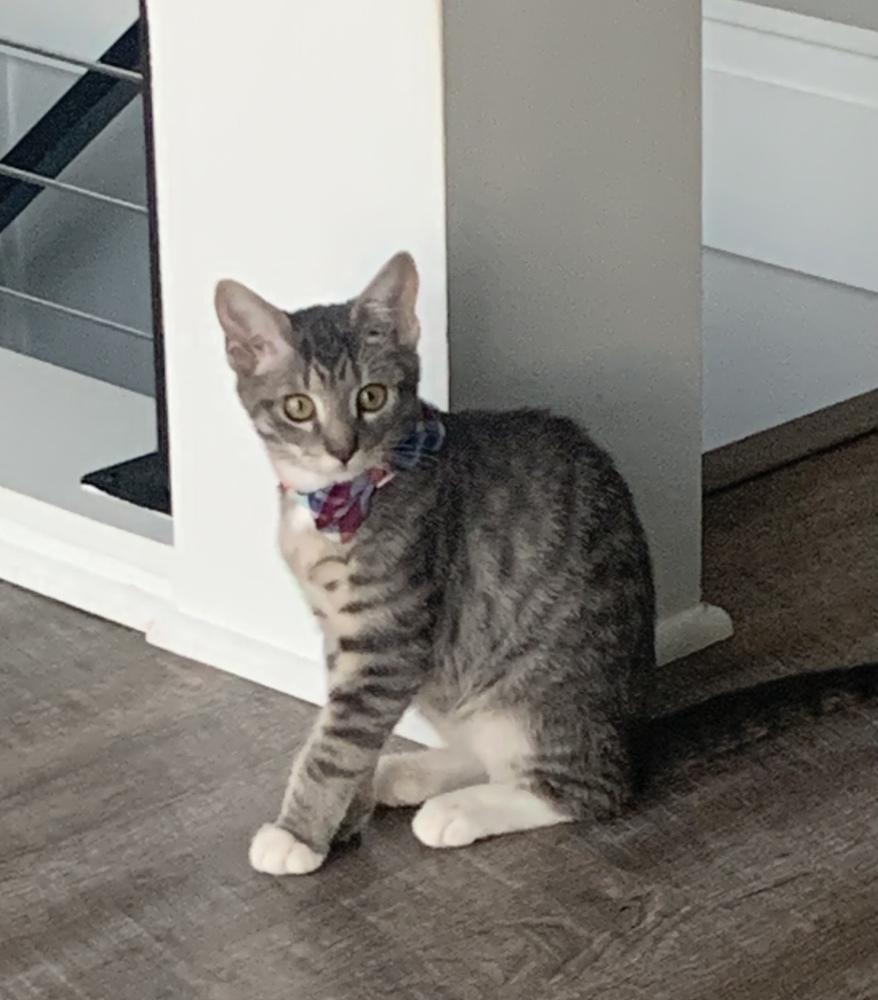 Enlarge Luke, a Adoptable Domestic Short Hair in Stafford, VA image 6/6