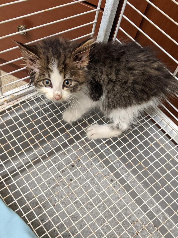 Ariel, Adopted, Kitten Female Domestic Long Hair.