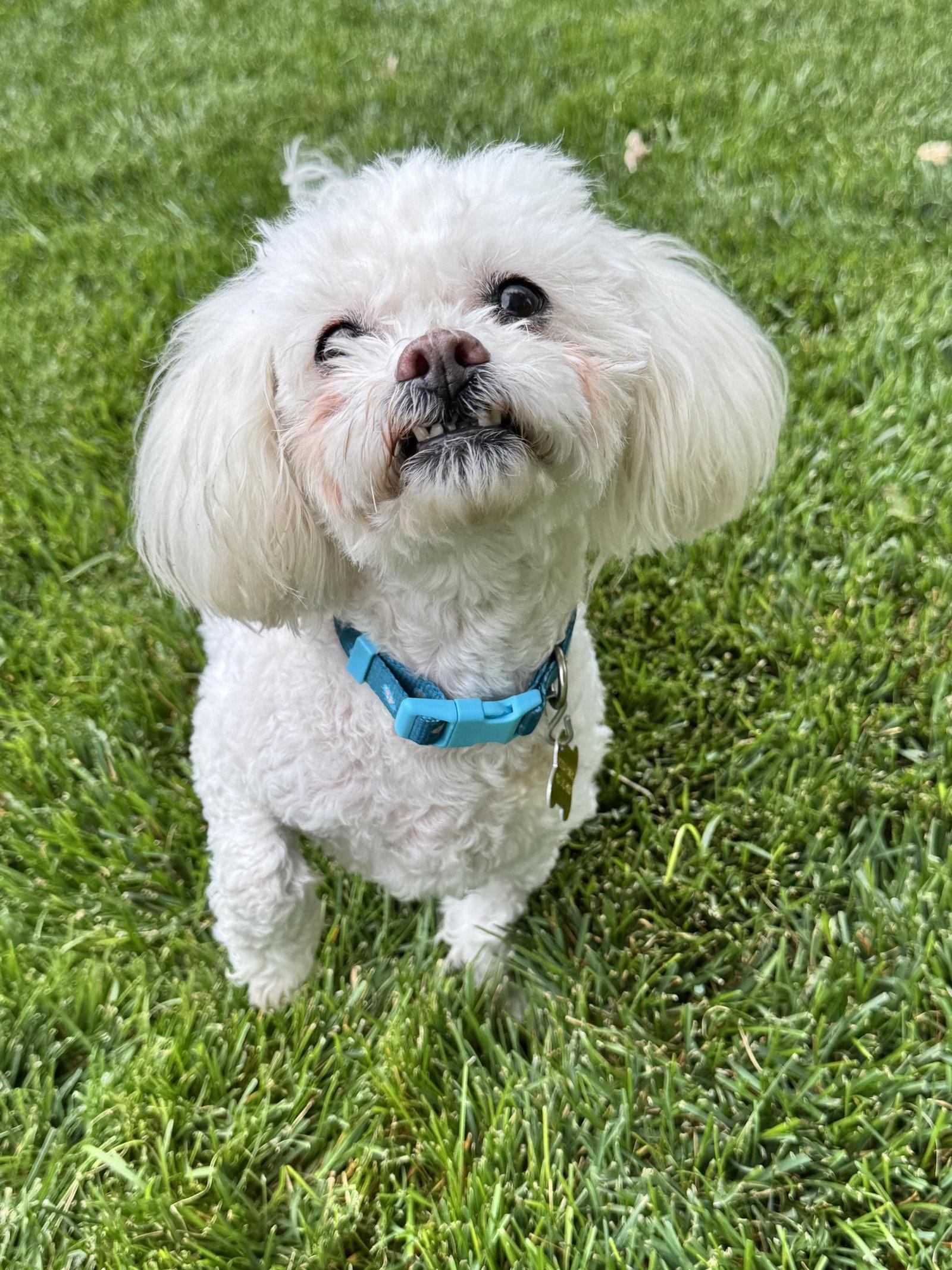 Enlarge Miss Mims, a Adopted Poodle in Salt Lake City, UT image 1/3
