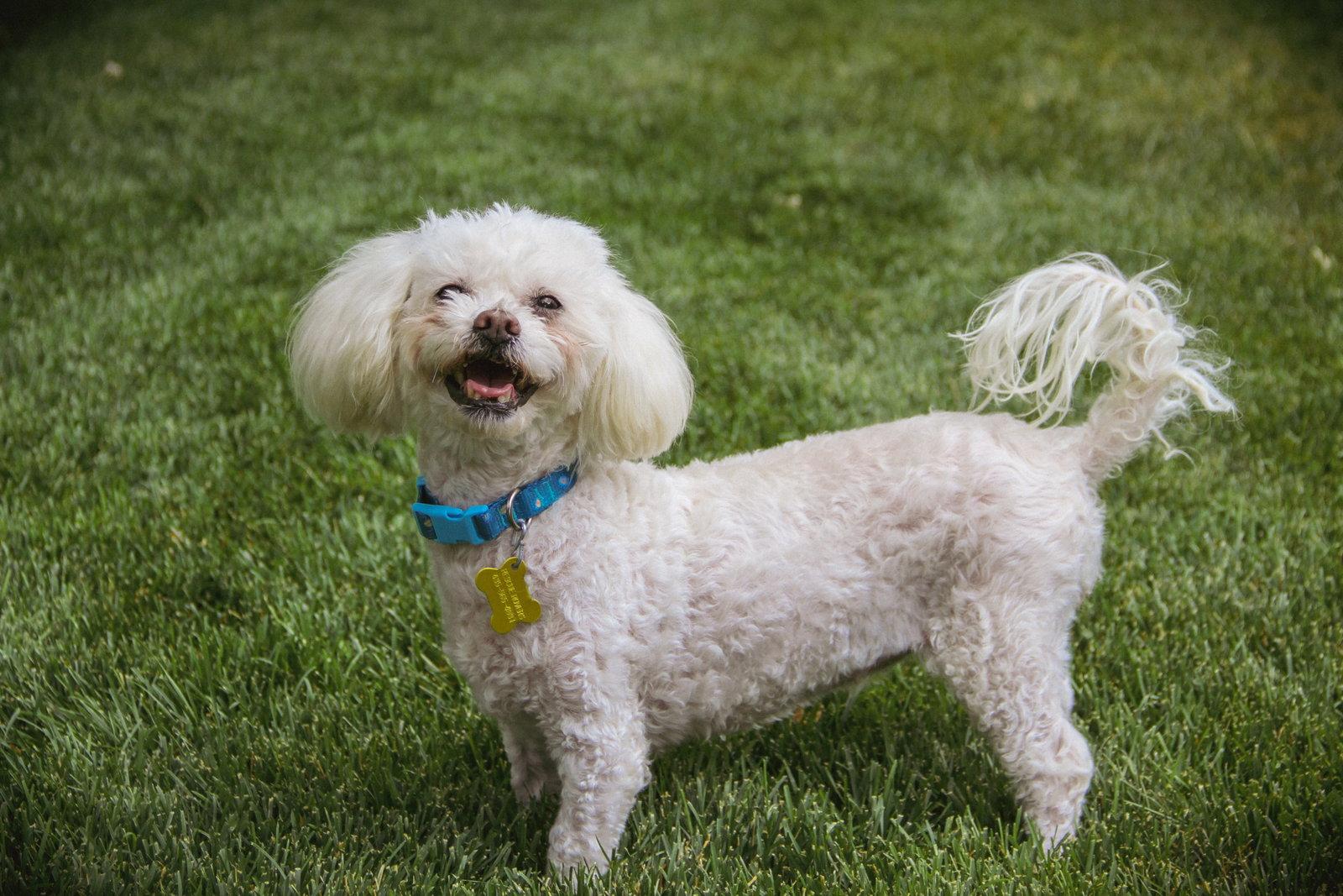 Enlarge Miss Mims, a Adopted Poodle in Salt Lake City, UT image 2/3