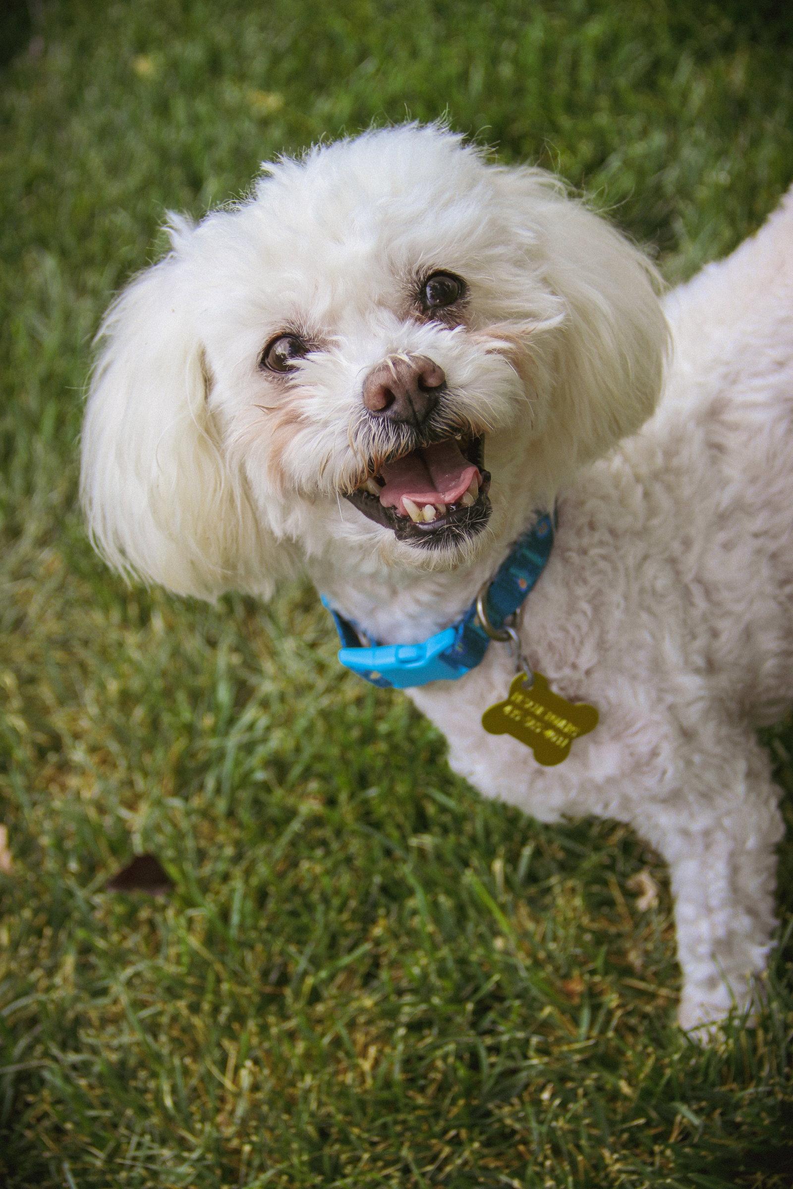 Enlarge Miss Mims, a Adopted Poodle in Salt Lake City, UT image 3/3