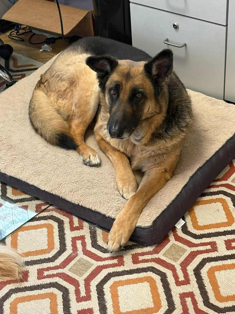 Adora II, Adoptable, Adult Female German Shepherd Dog.