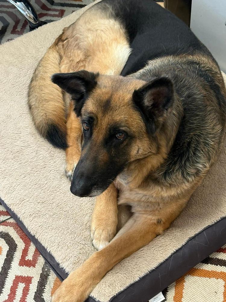 Enlarge Adora II, a Adoptable mixed breed in Fredonia, WI image 2/2