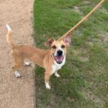 Enlarge Ed, a ADOPTABLE Mixed Breed in Huntsville , TX image 1/1