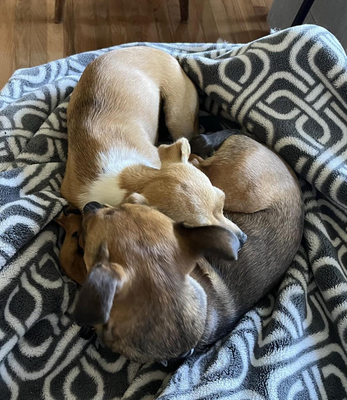 Wednesday, a Adoptable mixed breed in Covington, WA image 3/4