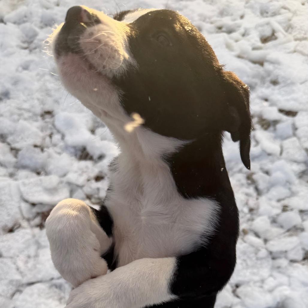 Enlarge Tiny Tim, a Adoptable mixed breed in Duck River, TN image 1/3