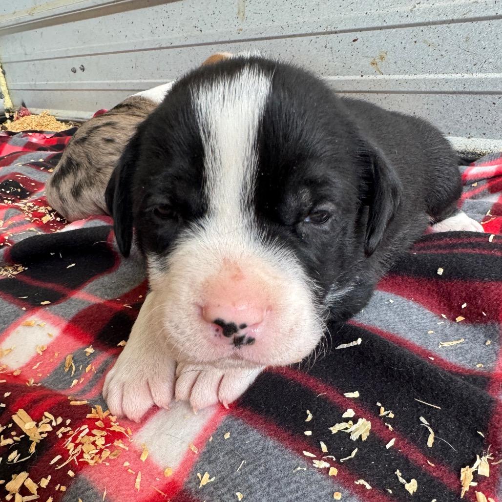Enlarge Tiny Tim, a Adoptable mixed breed in Duck River, TN image 1/1