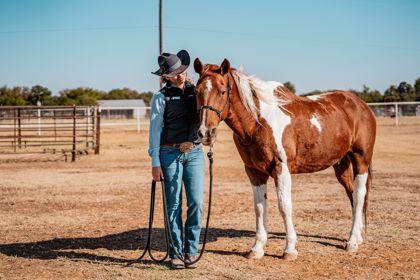 Enlarge Duke `Docs Texas Champagne`, a Adoptable Paint / Pinto in Fort Worth, TX image 1/3