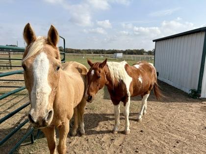 Enlarge Duke `Docs Texas Champagne`, a Adoptable Paint / Pinto in Fort Worth, TX image 2/3
