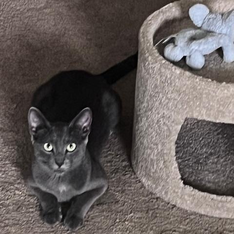 Mama Katie, Adoptable, Young Female Domestic Short Hair.