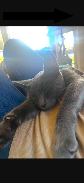 Enlarge Mama Katie, a Adoptable mixed breed in Stanford, CA image 2/4