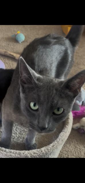 Mama Katie, adopted, Young Female Domestic Short Hair.