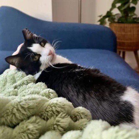 Batman, a ADOPTABLE Domestic Short Hair in Weehawken, NJ image 1/6