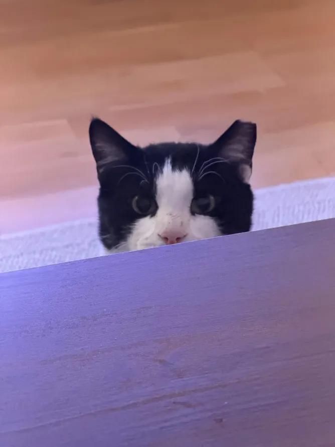 Batman, a ADOPTABLE Domestic Short Hair in Weehawken, NJ image 5/6