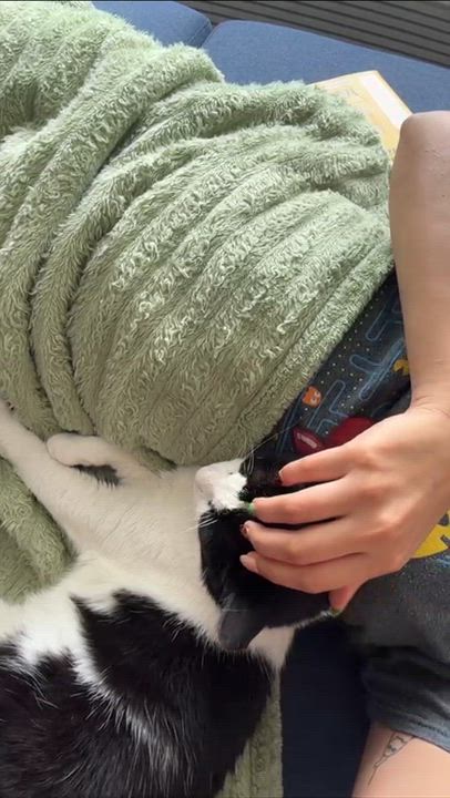Enlarge Batman, a ADOPTABLE Domestic Short Hair in Weehawken, NJ video 6/6