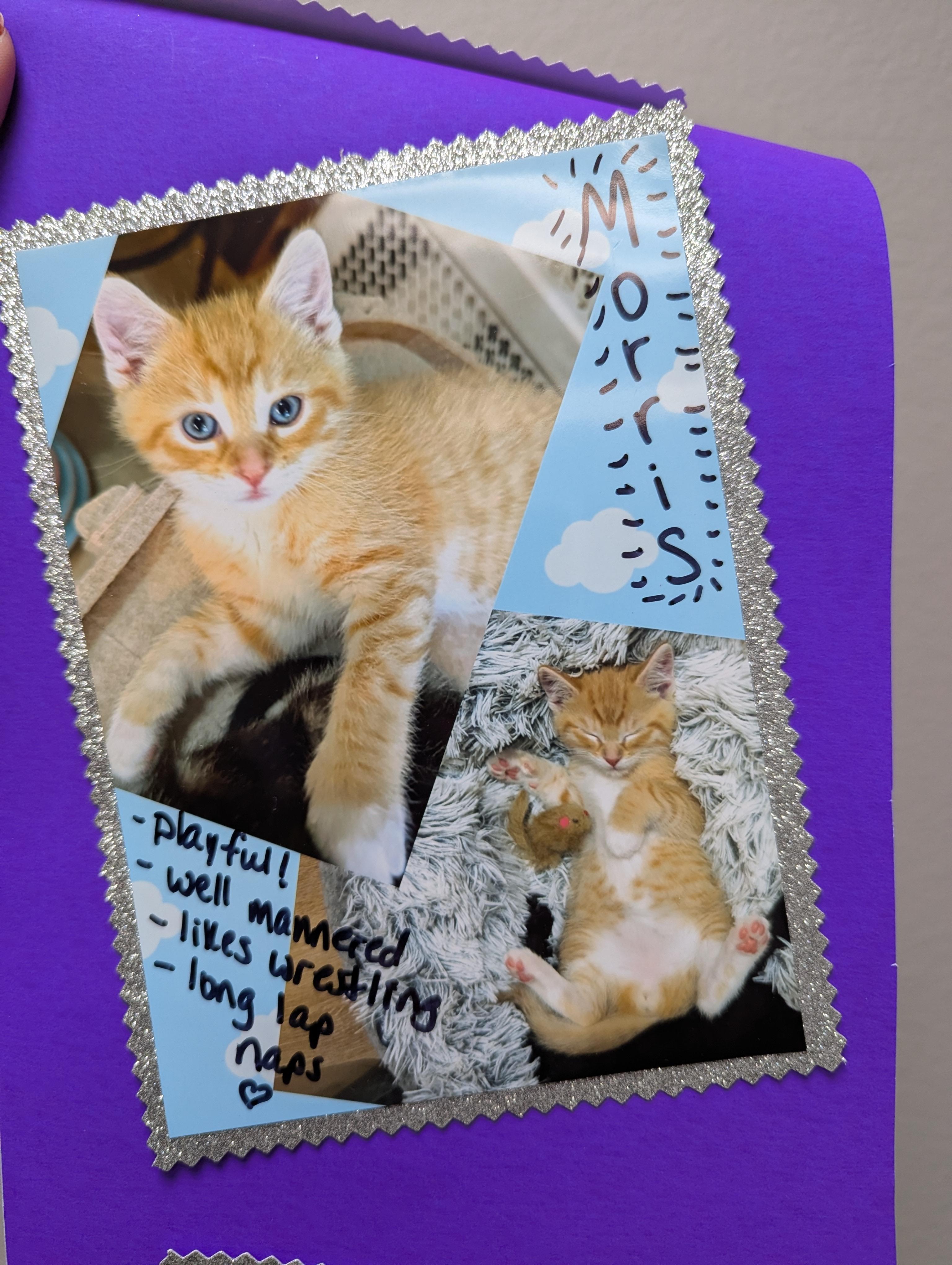 Enlarge Morris, an adopted Domestic Short Hair in Oconto, WI image 2/2