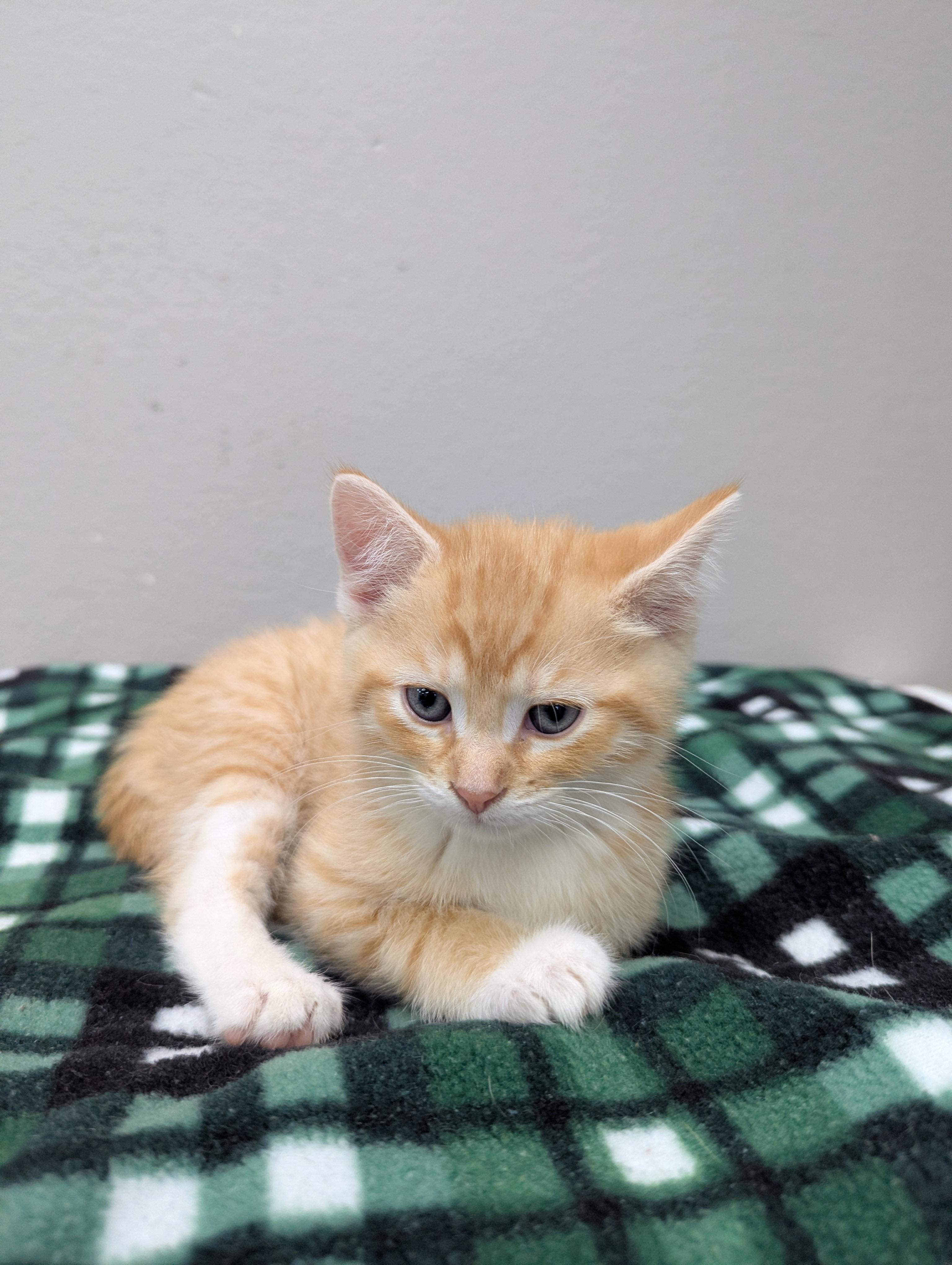 Morris, adopted, Kitten Male Domestic Short Hair.