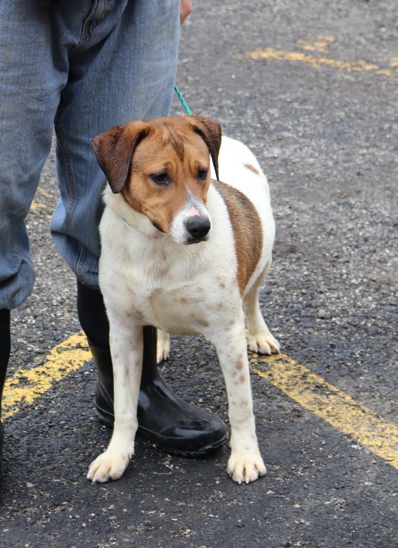 Tuck, an adoptable mixed breed in Reeds Spring, MO image 2/3
