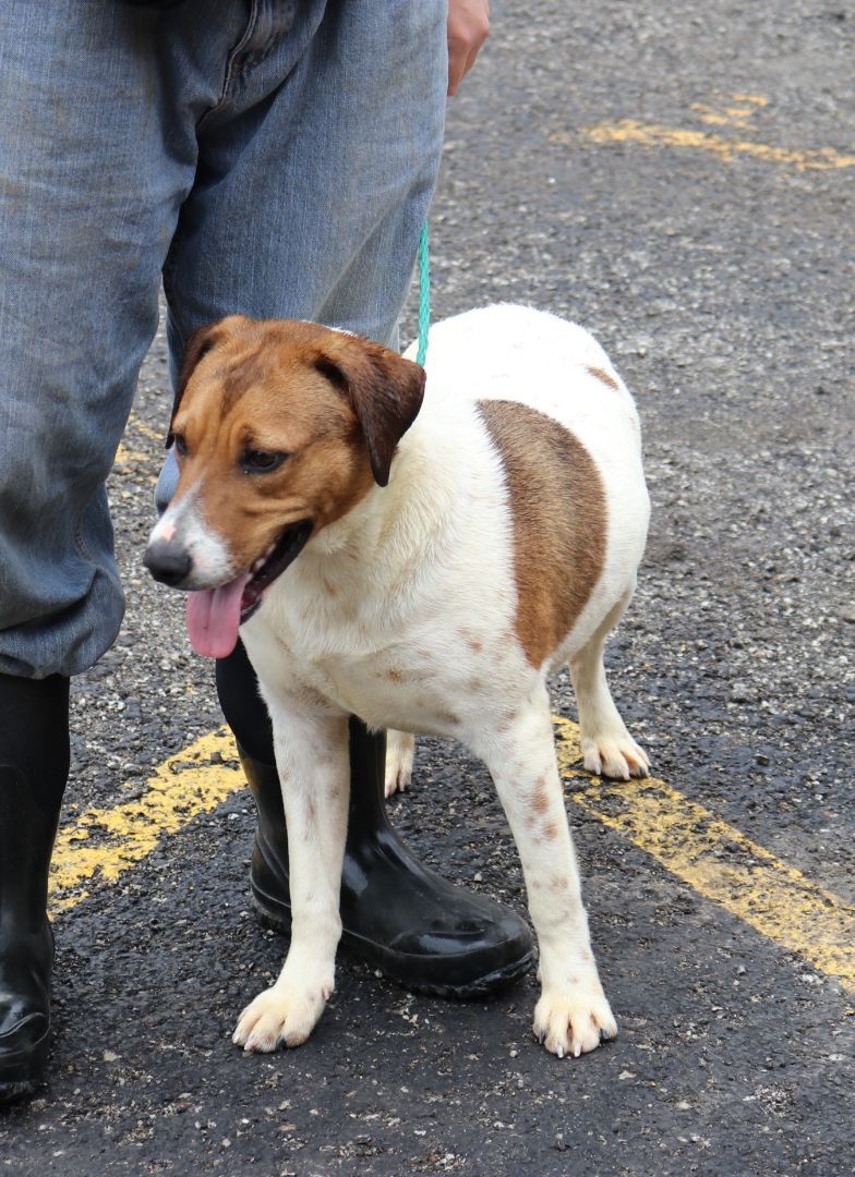 Tuck, an adoptable mixed breed in Reeds Spring, MO image 3/3