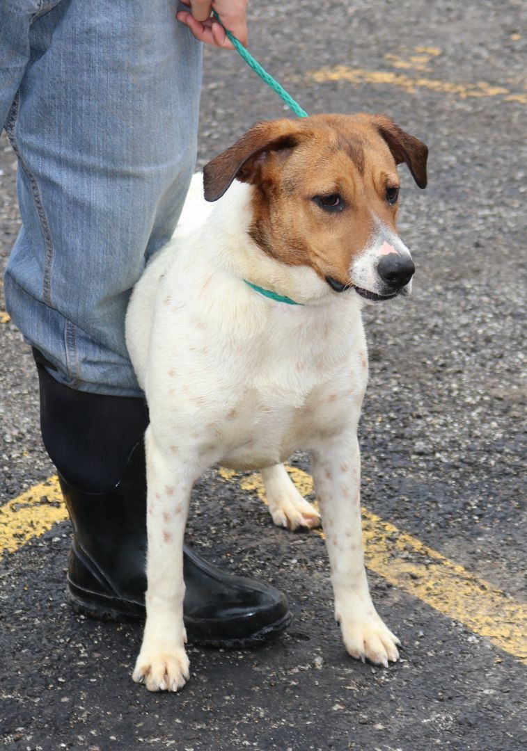 Tuck, an adoptable mixed breed in Reeds Spring, MO image 1/3