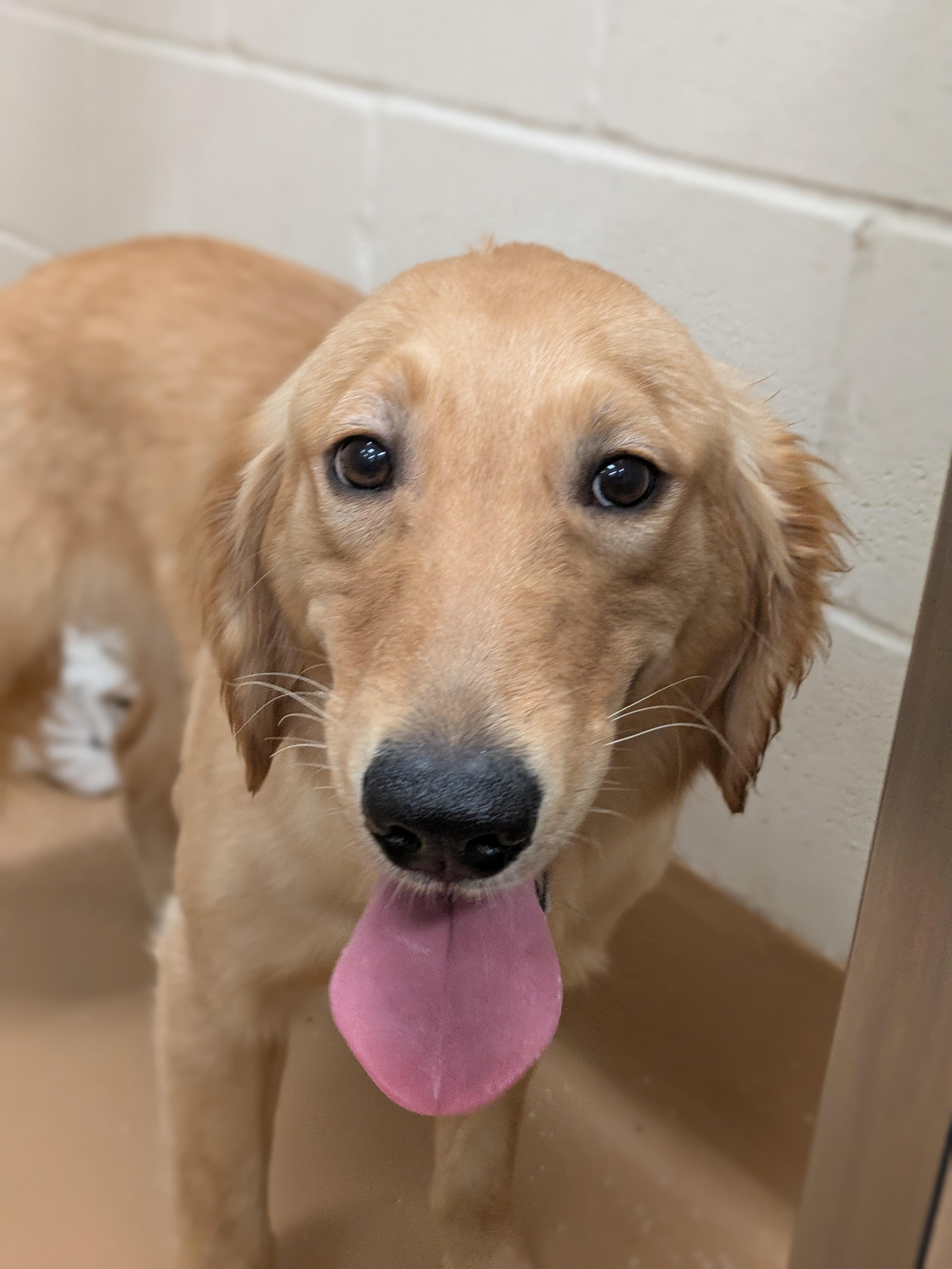 Momo, adopted, Young Female Golden Retriever.