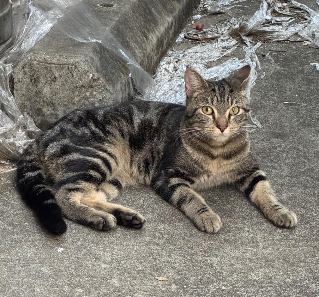 Bandit, Adoptable, Adult Male Domestic Short Hair.