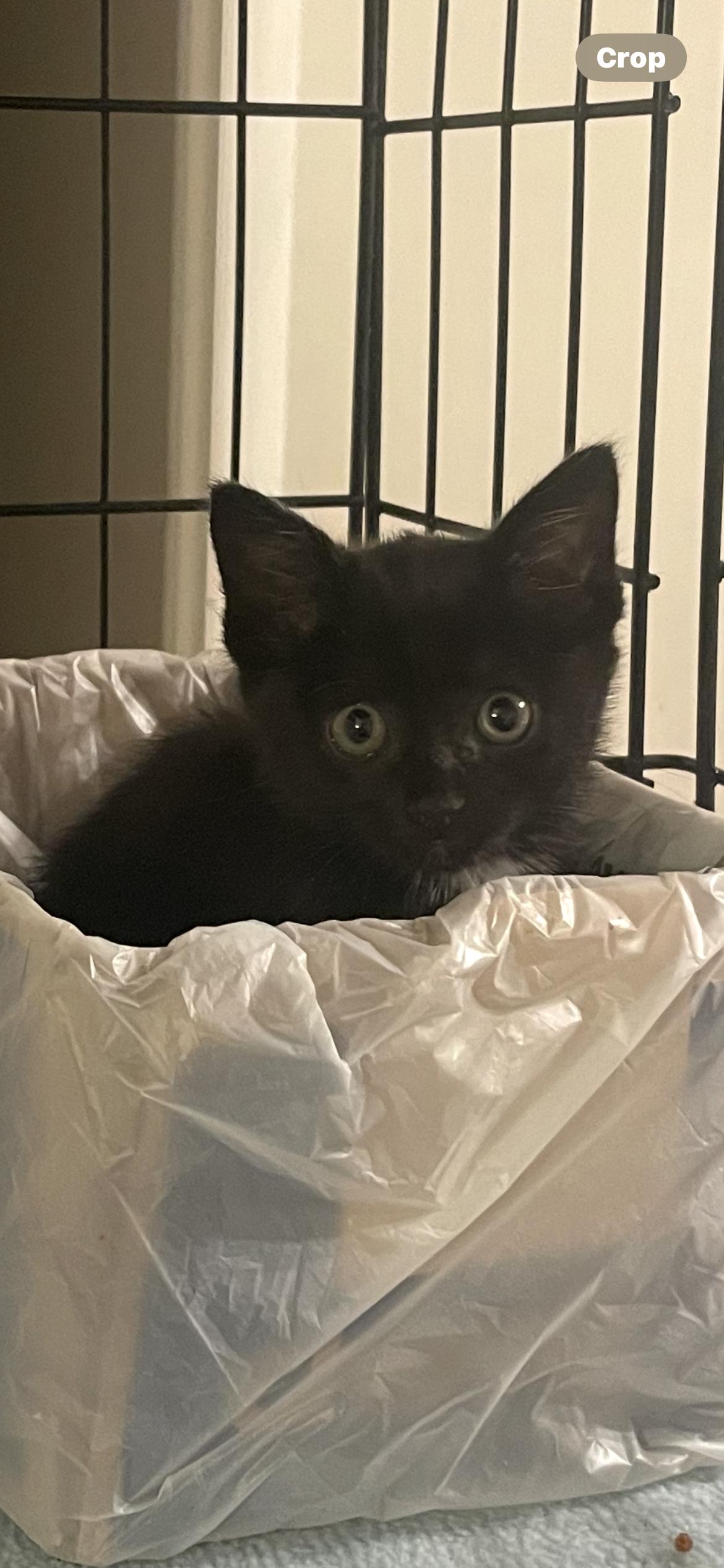 Flower, Adopted, Kitten Female Domestic Short Hair.