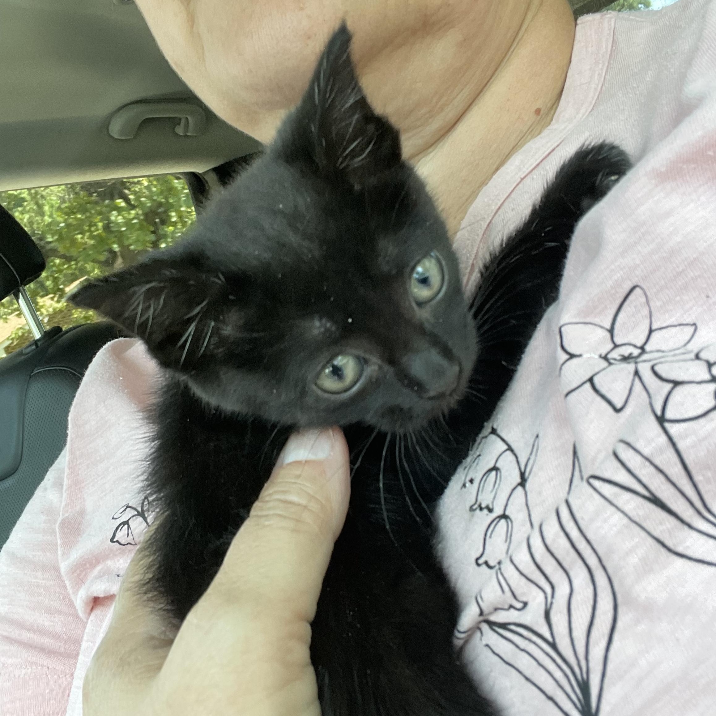 Enlarge Flower, a Adopted Domestic Short Hair in Fayetteville, NC image 2/2