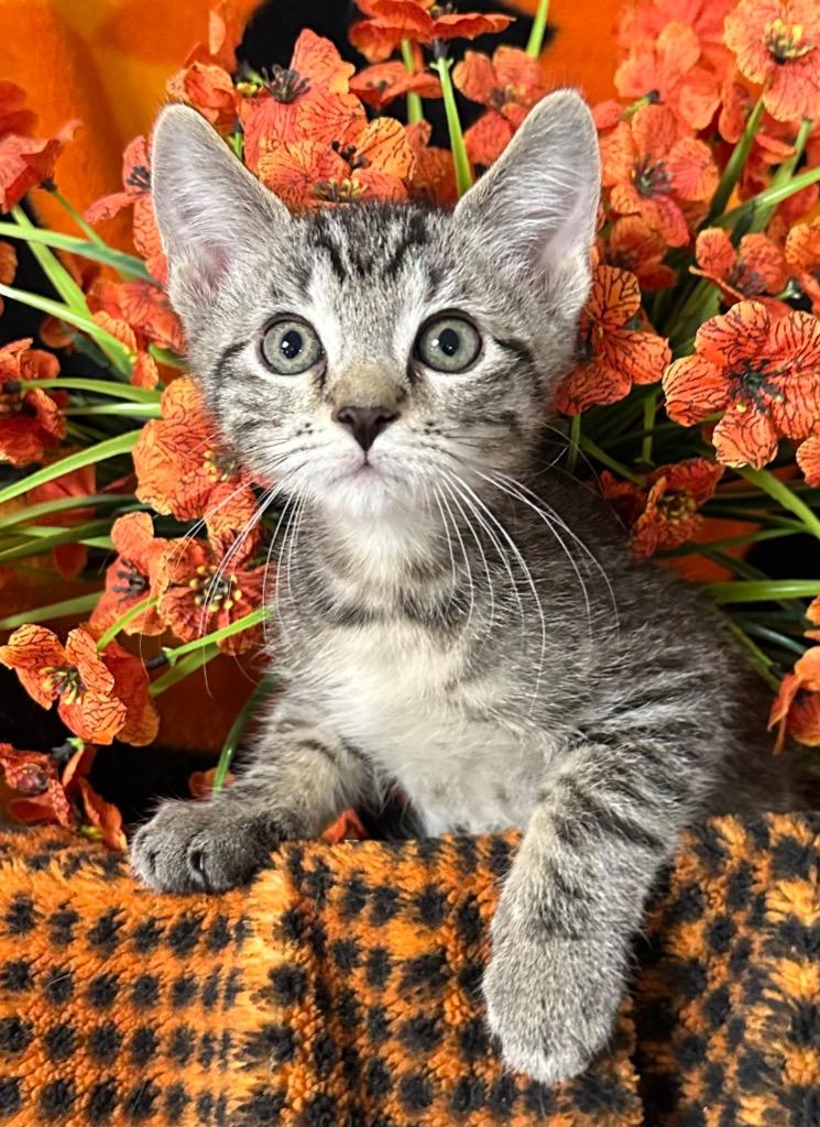 5/4/26 Sherlock, Adoptable, Kitten Male Domestic Short Hair.