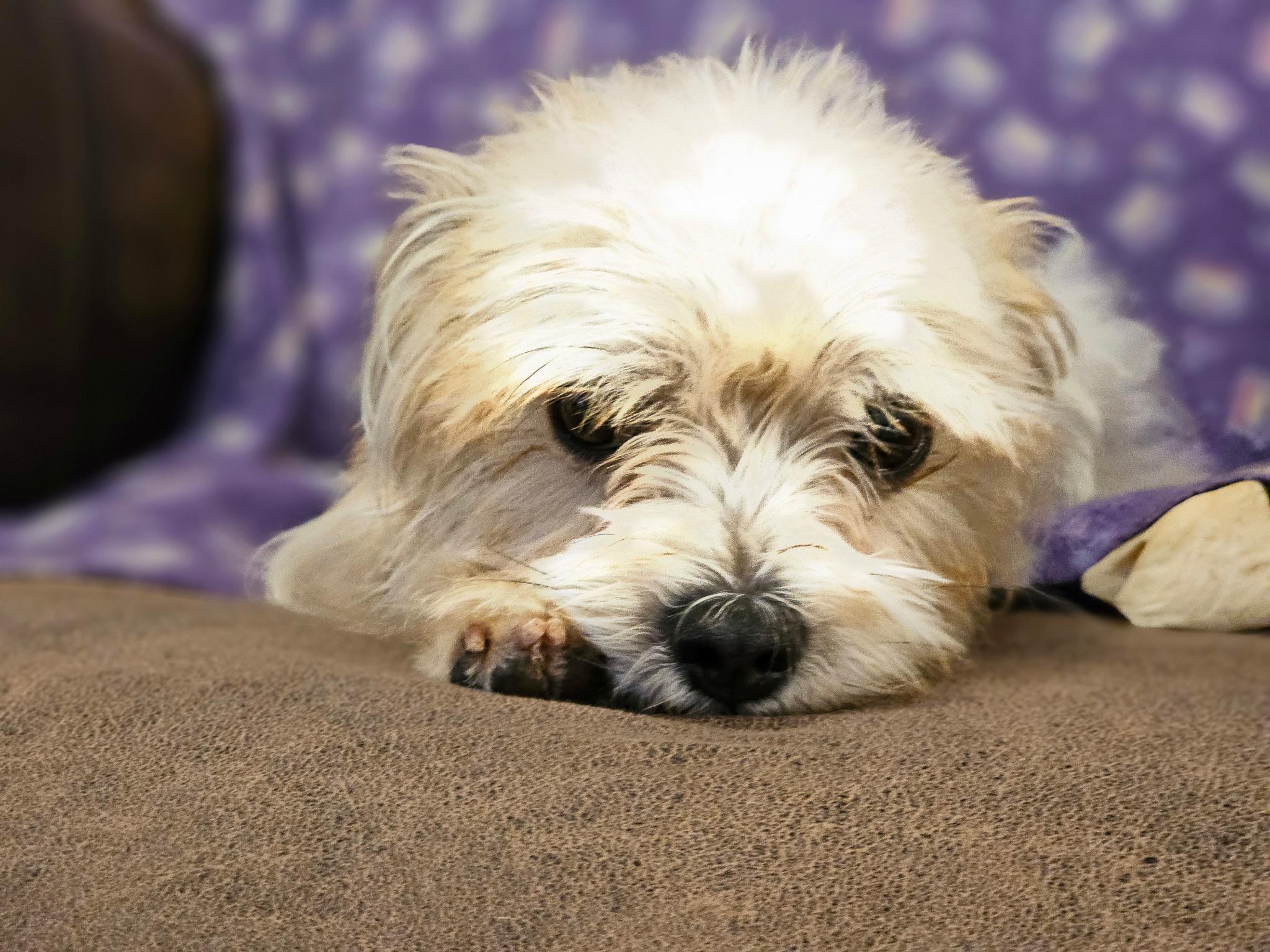 Patty, adopted, Adult Female Terrier.