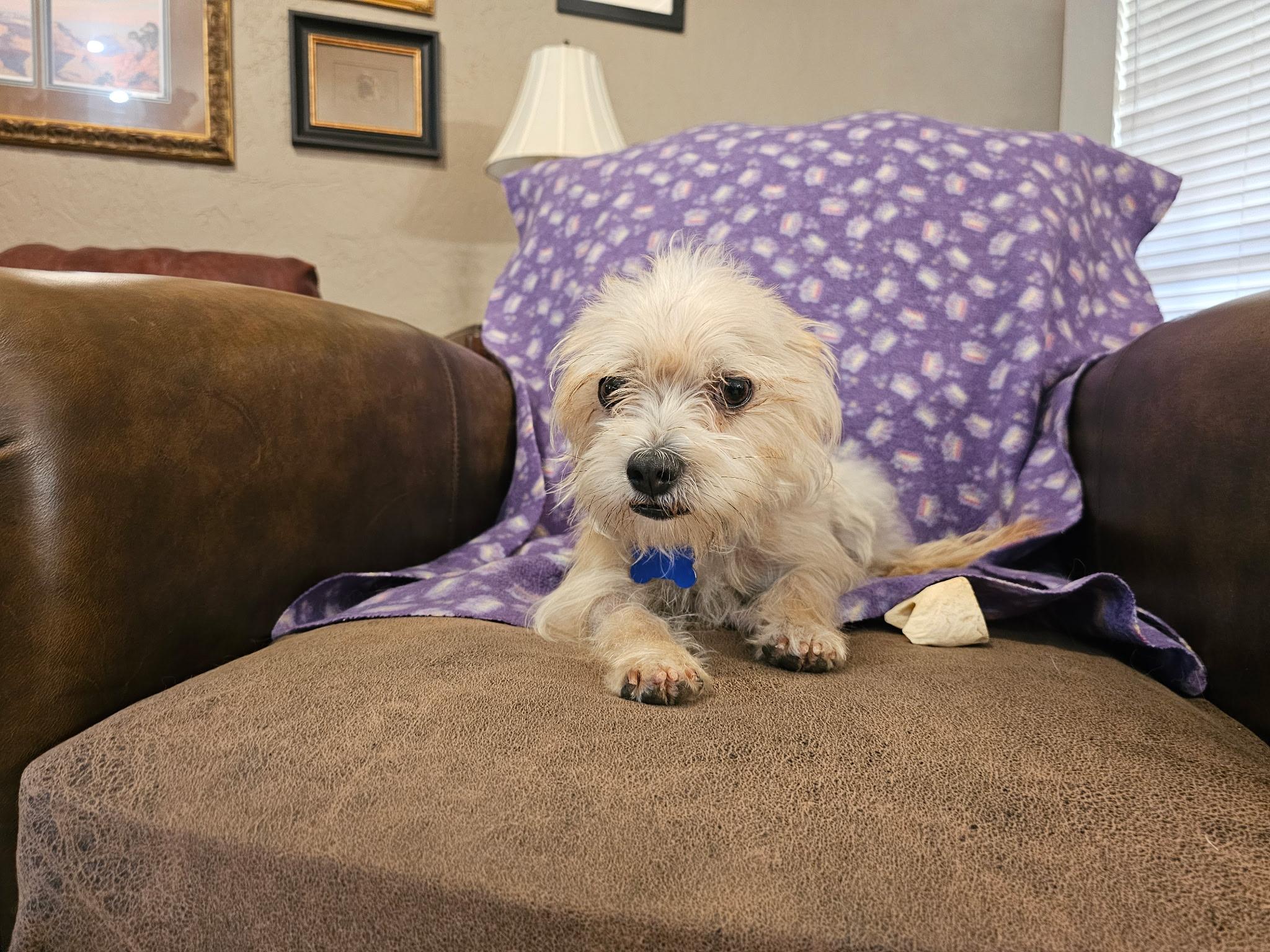 Patty, an adopted mixed breed in Edmond, OK image 2/4