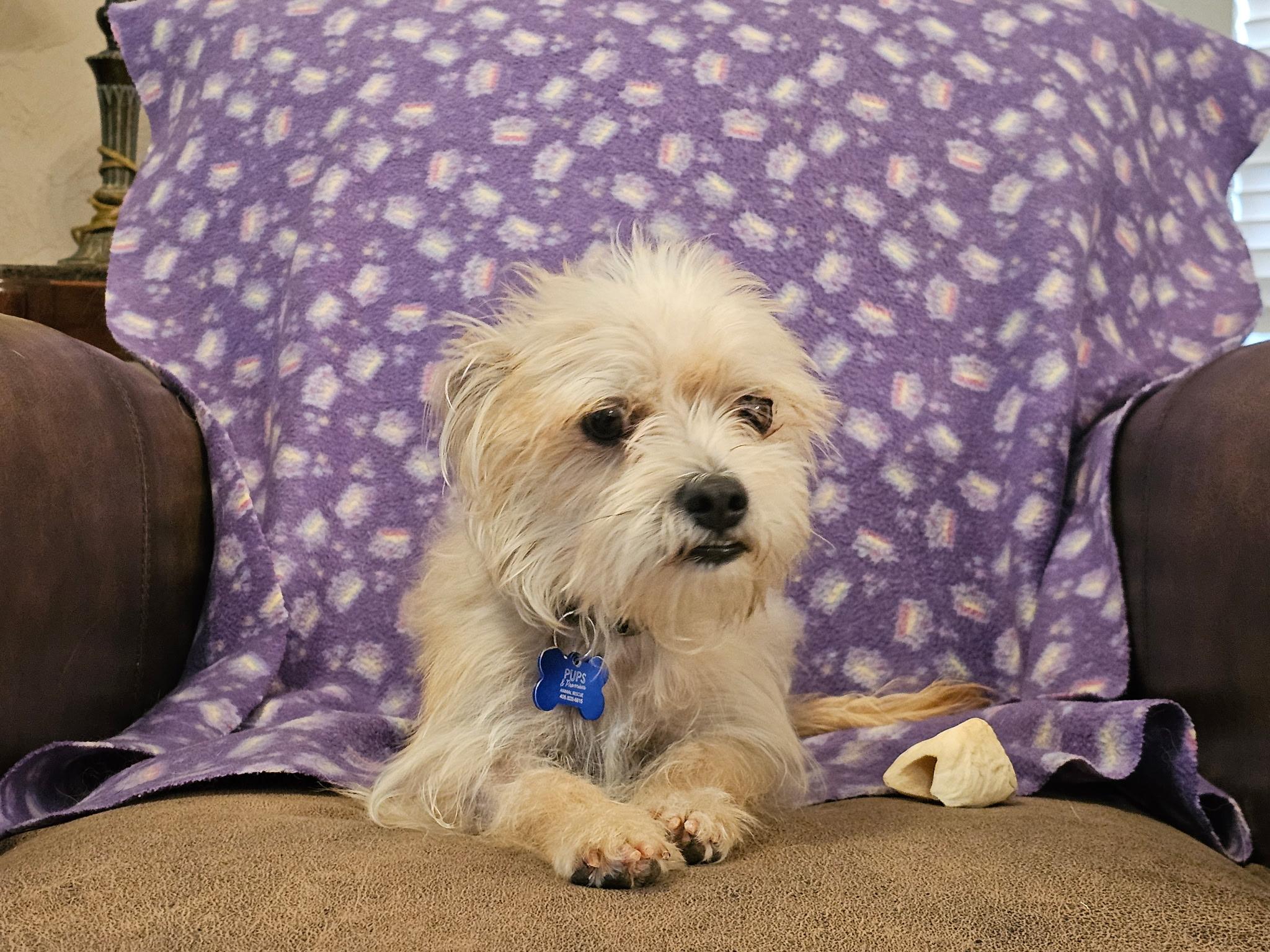 Patty, an adopted mixed breed in Edmond, OK image 3/4