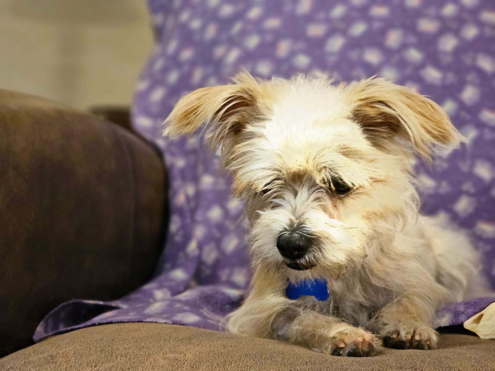 Patty, an adopted mixed breed in Edmond, OK image 4/4