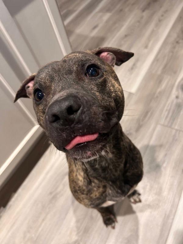 Enlarge Hermes, a Adoptable American Staffordshire Terrier in Portage, IN image 1/3