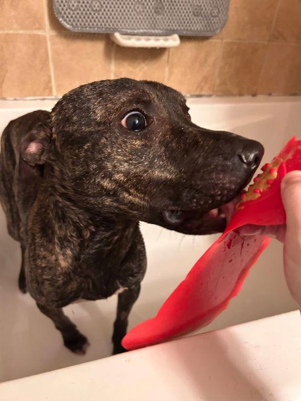 Enlarge Hermes, a Adoptable American Staffordshire Terrier in Portage, IN image 2/3