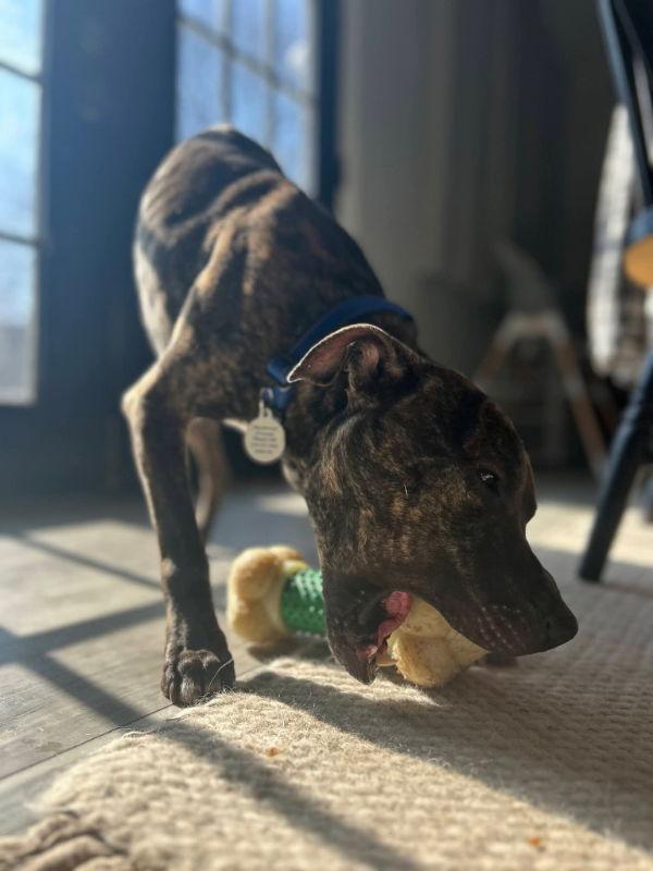 Enlarge Hermes, a Adoptable American Staffordshire Terrier in Portage, IN image 3/3