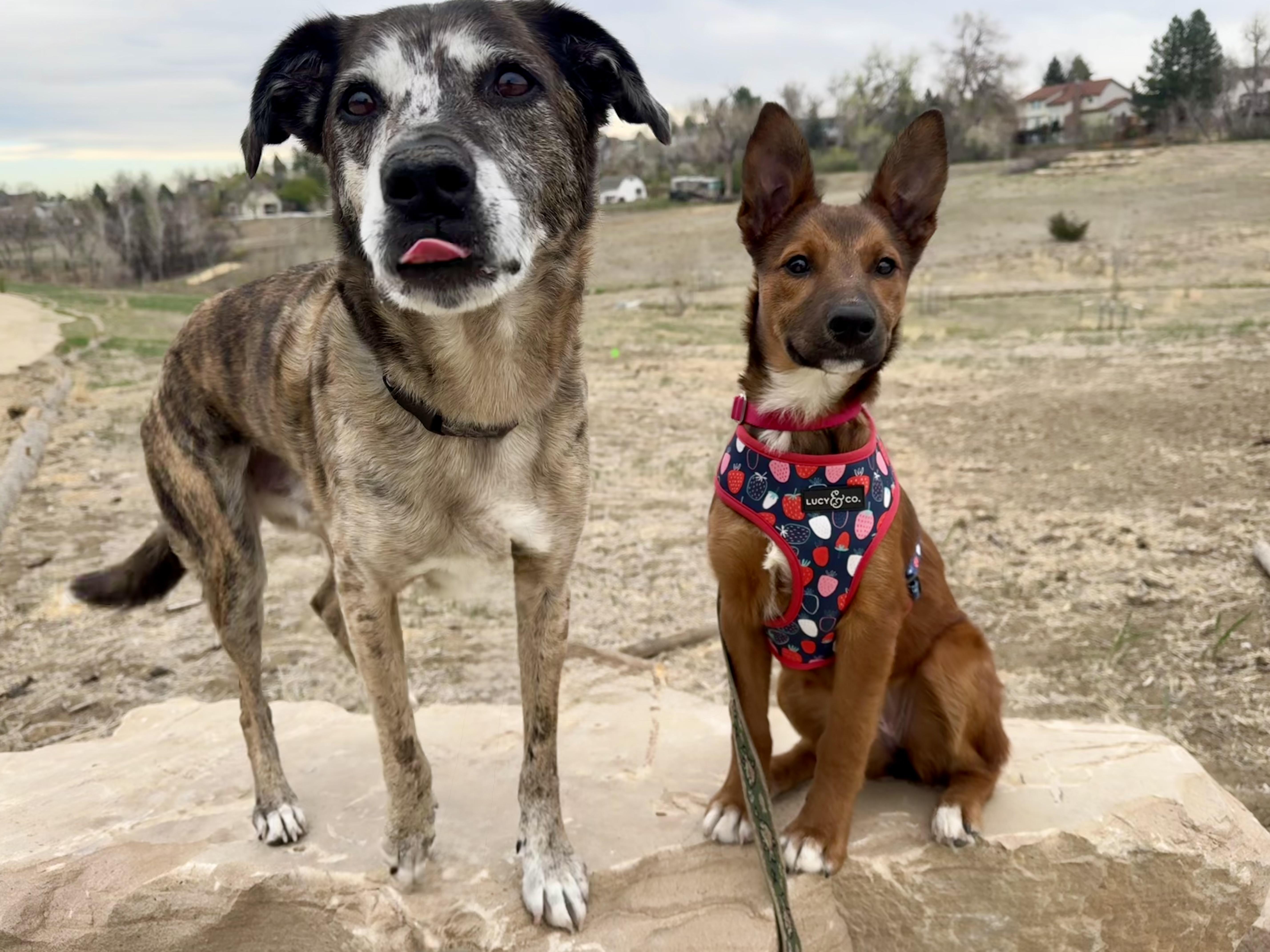 Enlarge Reese, a ADOPTABLE mixed breed in Commerce City, CO image 5/5