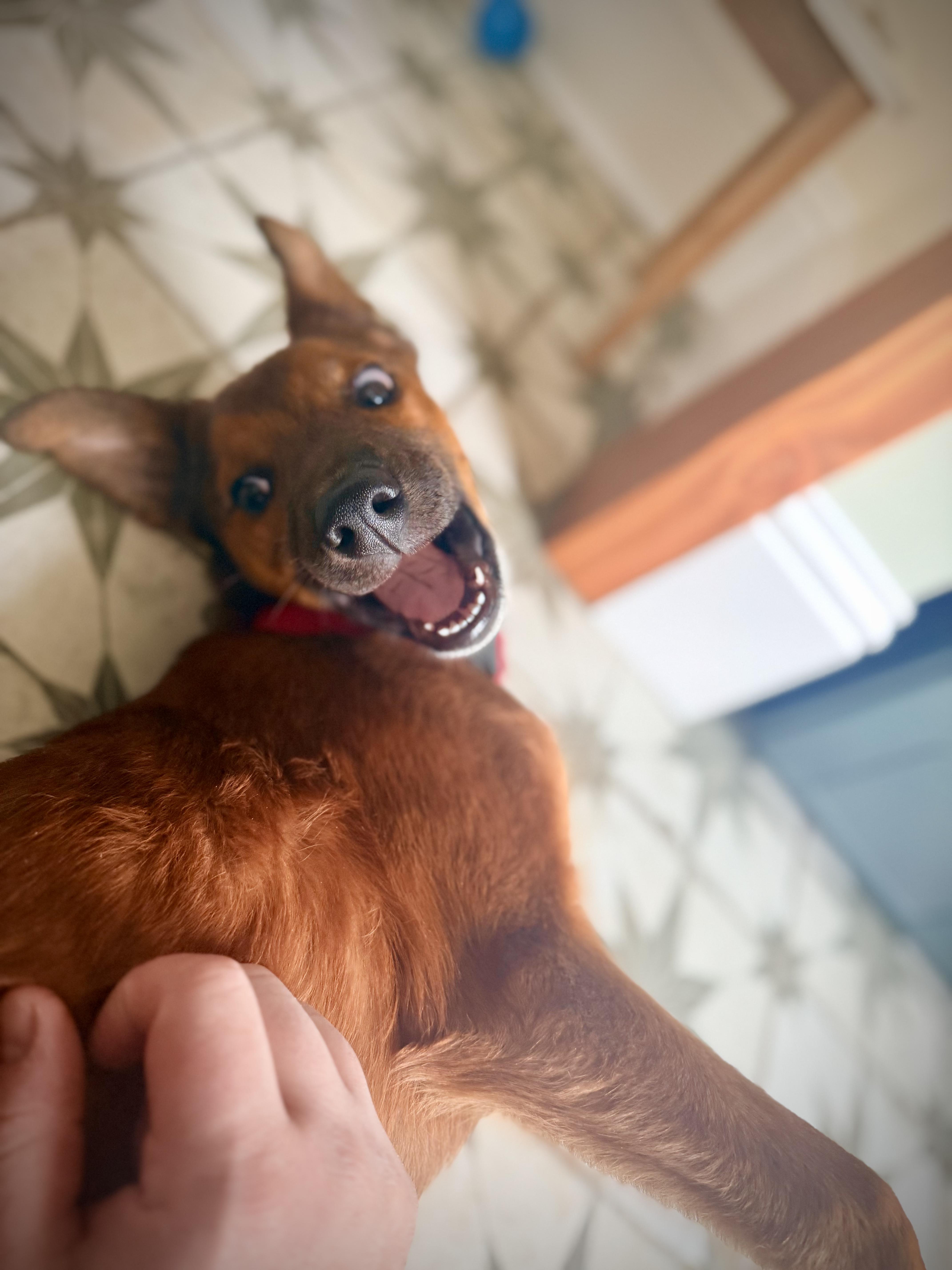 Enlarge Reese, a ADOPTABLE mixed breed in Commerce City, CO image 3/5