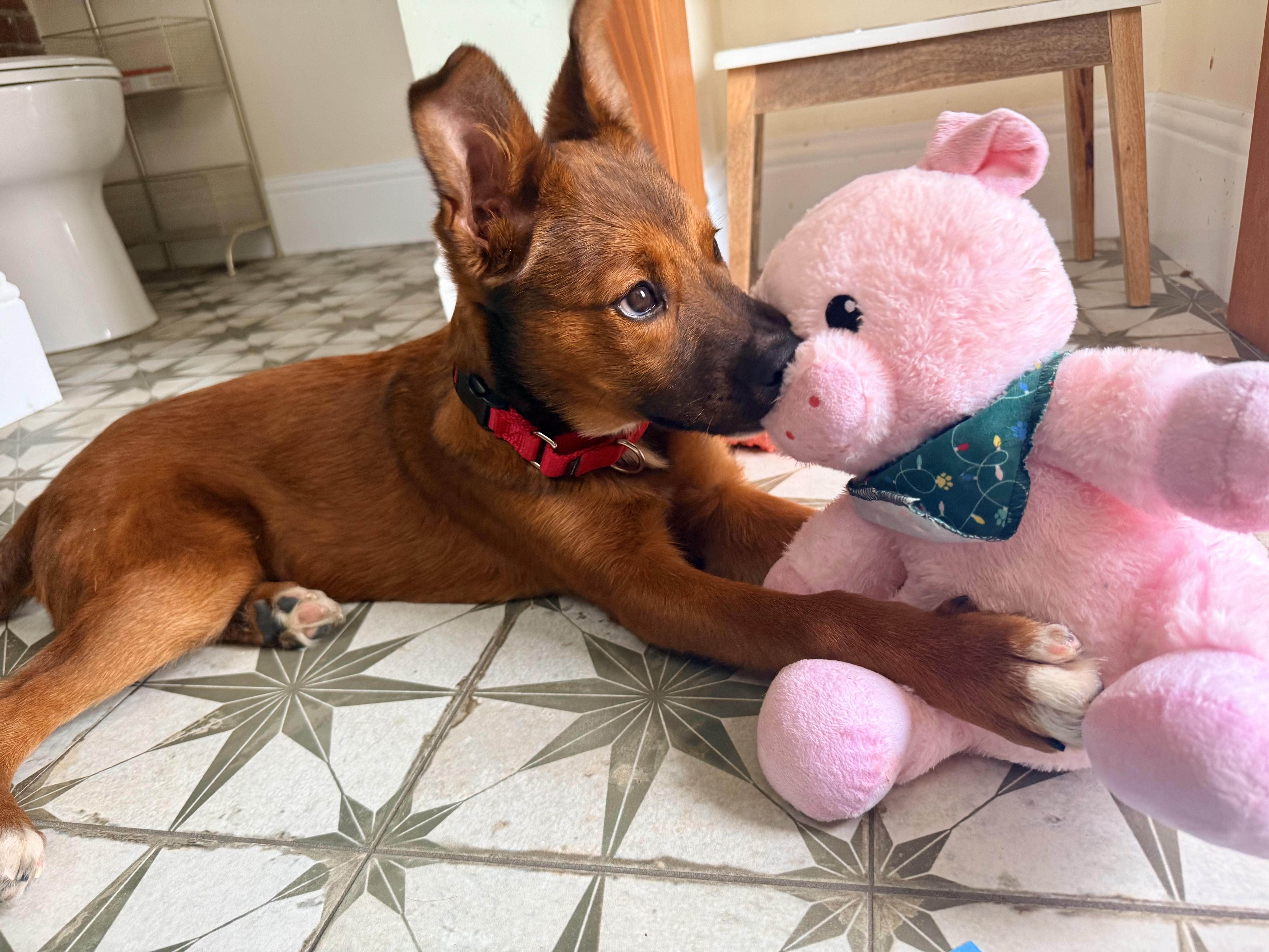 Reese, ADOPTABLE, Young Female Shepherd.