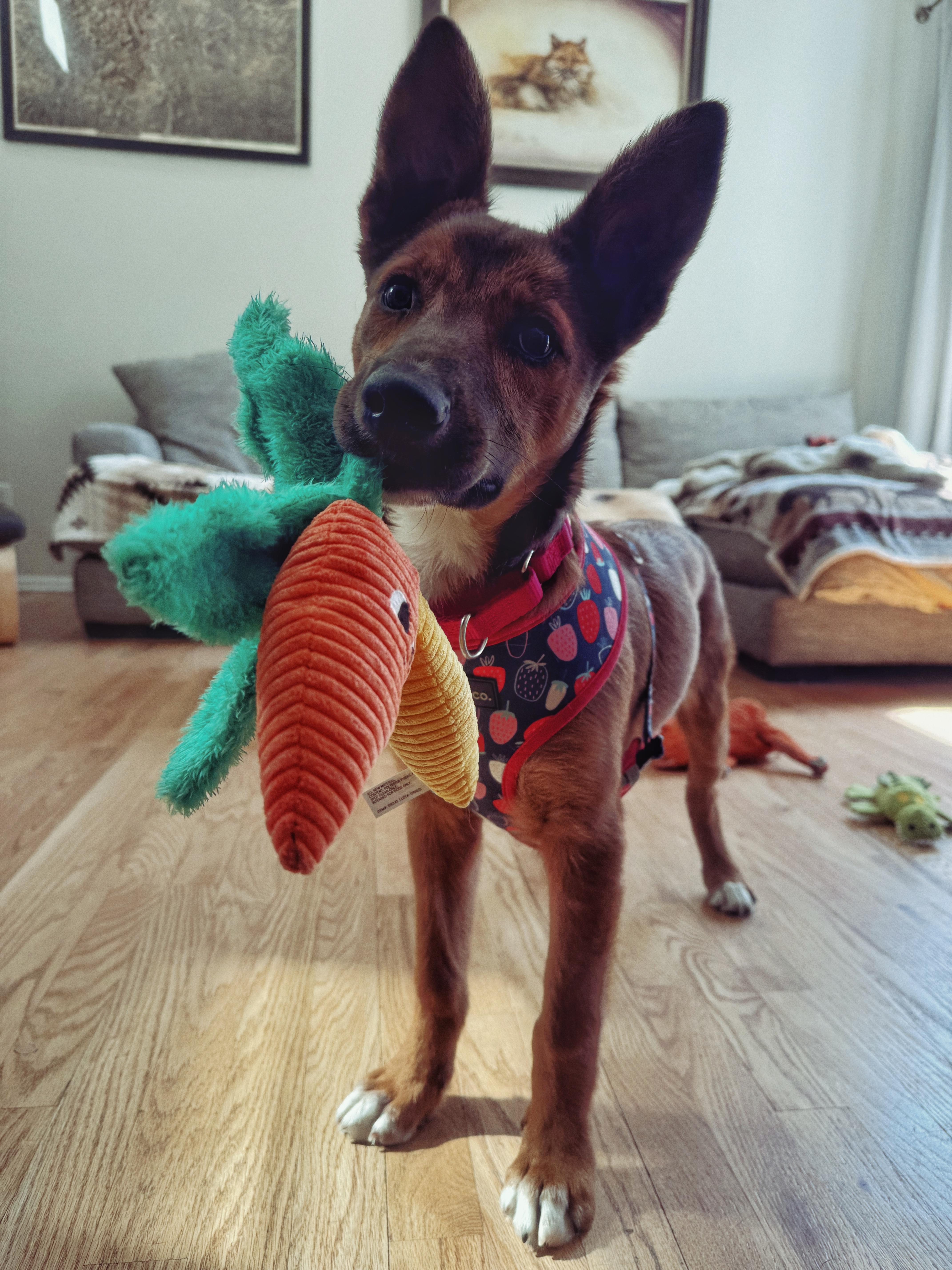 Enlarge Reese, a ADOPTABLE mixed breed in Commerce City, CO image 2/5