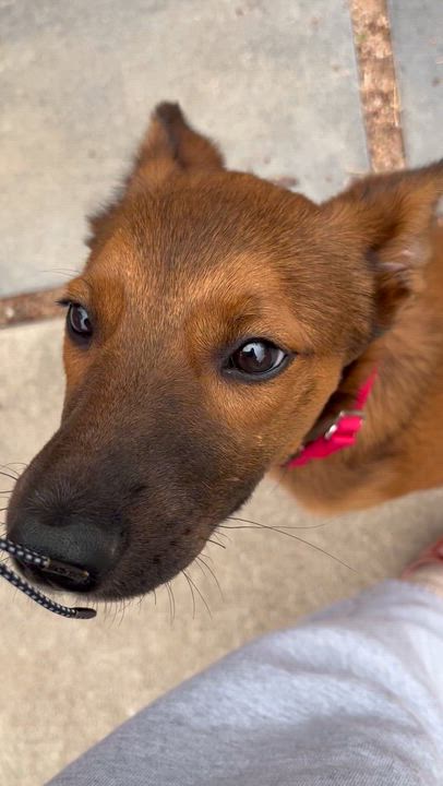 Enlarge Reese, a ADOPTABLE mixed breed in Commerce City, CO video 4/5